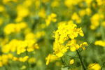れんげの花ばたけ