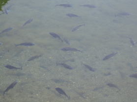 堀を泳ぐ海の魚たち