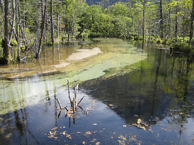 白っぽく見えるのは砂地、黒っぽく見えるのは水草です