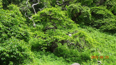 くまがや人の旅日記