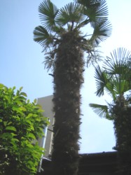 ���܂���˂��Ɓ@�؂̂��͂Ȃ�