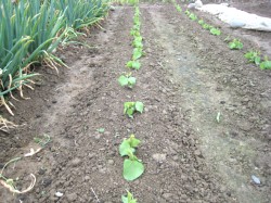 くまがやねっと 趣味の野菜づくり