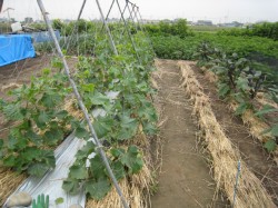 趣味の野菜づくり