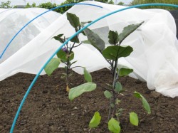 くまがやねっと 趣味の野菜づくり ナス栽培について