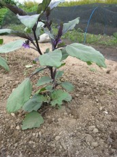 くまがやねっと 趣味の野菜づくり ナス栽培について