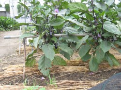 くまがやねっと 趣味の野菜づくり ナス栽培について