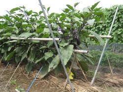 くまがやねっと 趣味の野菜づくり ナス栽培について