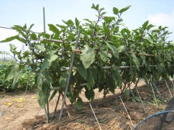 くまがやねっと 趣味の野菜づくり ナス栽培について