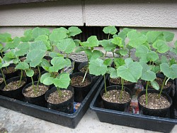 くまがやねっと 趣味の野菜づくり 第5回地這胡瓜栽培