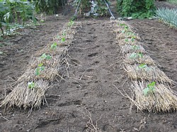 くまがやねっと 趣味の野菜づくり 第5回地這胡瓜栽培
