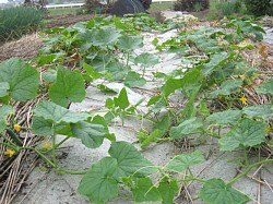 くまがやねっと 趣味の野菜づくり 第5回地這胡瓜栽培