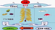 NPO 「海の森づくり推進協会」