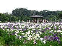 熊谷のことならくまがやねっと 別府沼を考える会