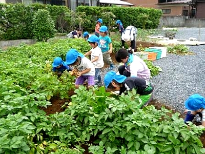 素敵な幼稚園・保育園 しらこばと保育園