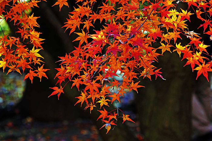 第73号 平林寺 喜多院の紅葉 くまがやねっと情報局 熊谷のことならくまがやねっと