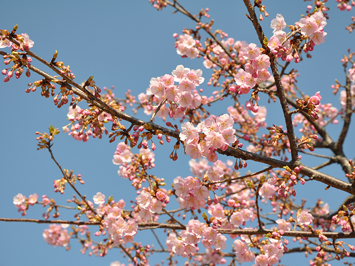 熊谷近隣 桜お花見スポット15 河津桜 熊谷桜編 くまがやねっと情報局 熊谷のことならくまがやねっと