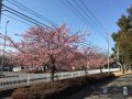 熊谷さくら運動公園　河津桜